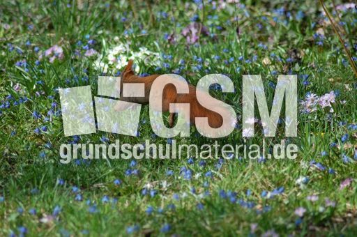 Eichhörnchen-Flucht 01.JPG